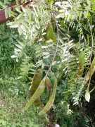 Live Plant Image