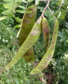 Live Plant Image