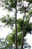 Live Plant Image