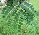 Live Plant Image