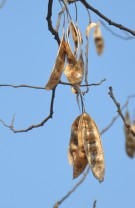 Live Plant Image
