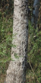 Live Plant Image