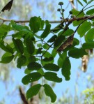 Live Plant Image