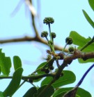 Live Plant Image