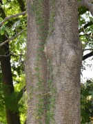 Live Plant Image