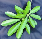 Live Plant Image