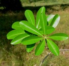 Live Plant Image