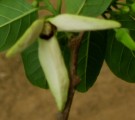 Live Plant Image