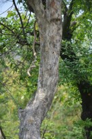 Live Plant Image