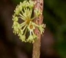 Live Plant Image