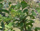 Live Plant Image