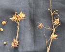 Live Plant Image