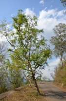 Live Plant Image