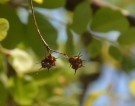 Live Plant Image