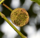 Live Plant Image