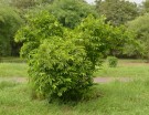Live Plant Image