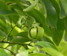 Live Plant Image