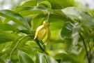 Live Plant Image