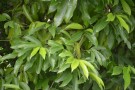 Live Plant Image