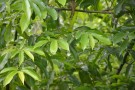 Live Plant Image