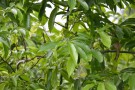 Live Plant Image