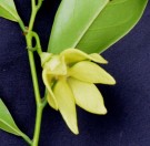 Live Plant Image