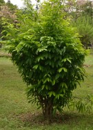 Live Plant Image