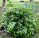 Live Plant Image