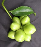 Live Plant Image