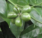 Live Plant Image