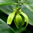 Live Plant Image