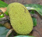 Live Plant Image
