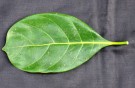 Live Plant Image