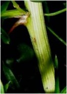 Live Plant Image