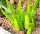 Live Plant Image
