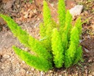 Live Plant Image