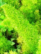 Live Plant Image