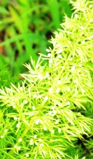 Live Plant Image