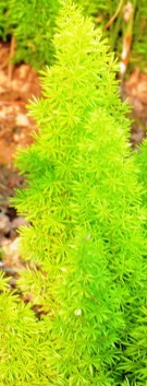 Live Plant Image