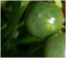 Live Plant Image