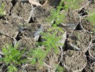Live Plant Image