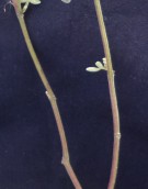 Live Plant Image