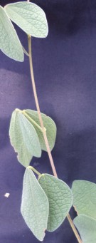 Live Plant Image