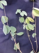 Live Plant Image