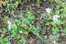 Live Plant Image