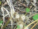 Live Plant Image