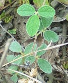 Live Plant Image