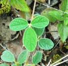 Live Plant Image