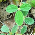 Live Plant Image