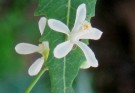 Live Plant Image